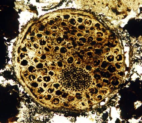 Fossil Of Ancient Multicellular Life Sets Evolutionary Timeline Back 60