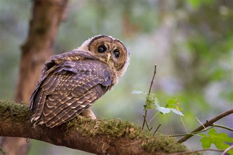 Spotted Owl — Eastside Audubon Society