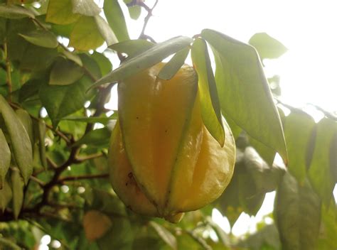 Starfruit Tree Care Guide Growing Unique Tropical Fruit Plantly