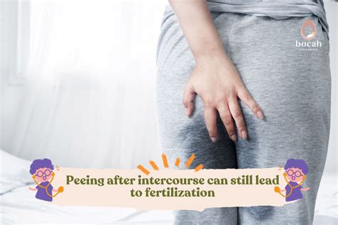 peeing after intercourse can still lead to fertilization