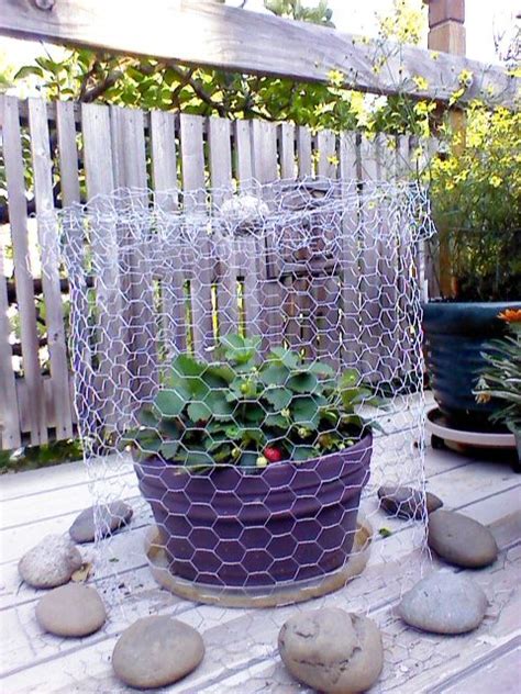 The most common ones are squirrels, deer, raccoons, possums, birds, amongst others. Anti-squirrel strawberry cage! DYI | Veg garden, Garden ...