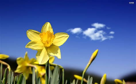 The Pretty Daffodils Flowers Daffodil Nature Spring Petals Clouds