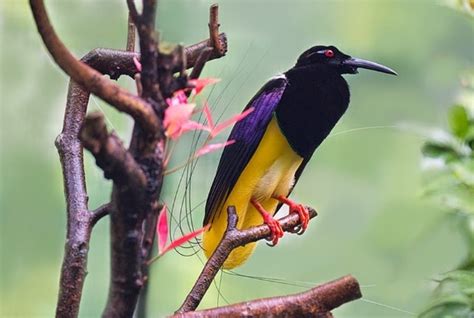 15 Hewan Endemik Khas Yang Ada Di Papua