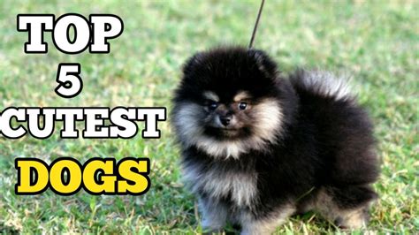Top 5 Cutest Dogs Top 10 Cutest Puppy Cutest Dogs In The World