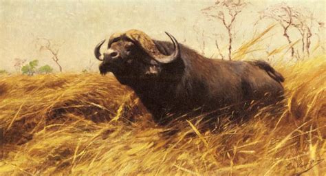 An African Buffalo By Friedrich Wilhelm Kuhnert