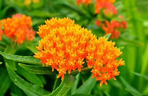 18 Orange Flowering Perennials Garden Lovers Club