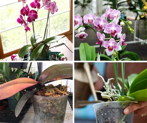 A Beginners Guide To Growing And Caring For Orchids Diy Morning