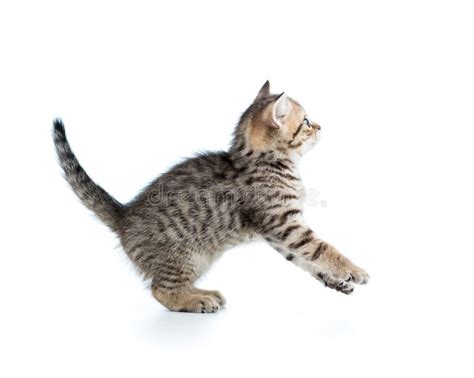 Funny Cat Jumping Stock Image Image Of Coat Looking 22259741