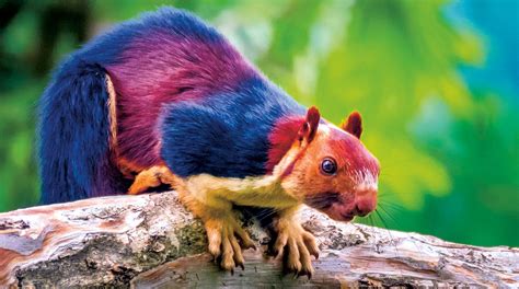To some, squirrels are just annoying animals that make a lot of noise when you are out deer hunting. A Rainbow Squirrel