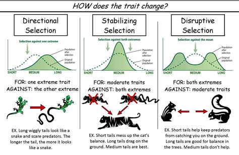 Directional Selection Definition And Types