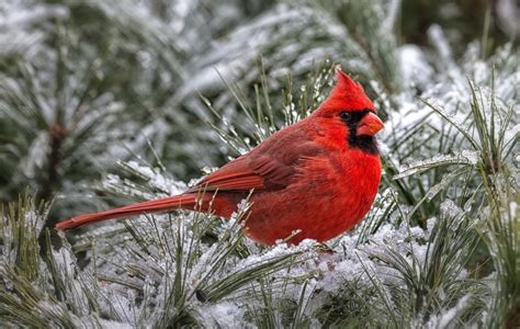 Cardinal Full Hd Wallpaper And Background Image 2048x1300 Id377284