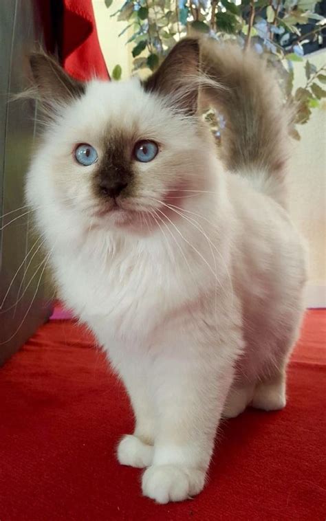 30 Best Birman Cat Names Cute Cats And Kittens Cute Cats Kittens