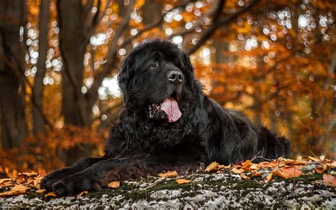 What Is The Largest Newfoundland Dog