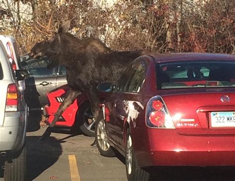 Loose Moose Briefly Halts Traffic In East Granby Video Windsor