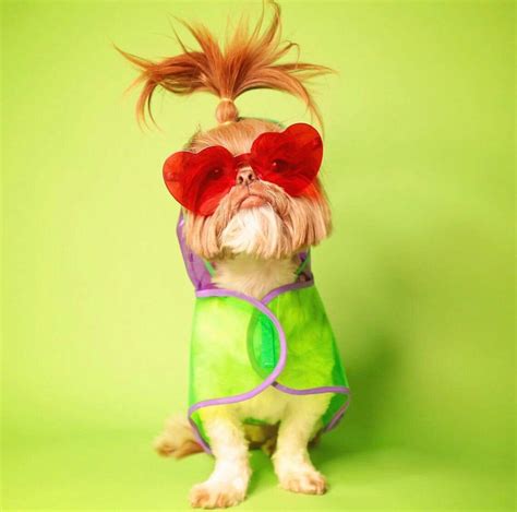 Stylish vinyl doggie RainCoat Halloween stylish doggie | Etsy ...