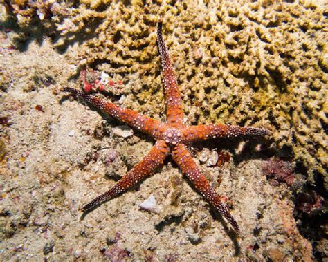 Bumpy Sea Star Gomophia Gomophia · Inaturalist