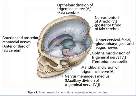Dural Headache And Innervation Of The Dura Mater Pdf