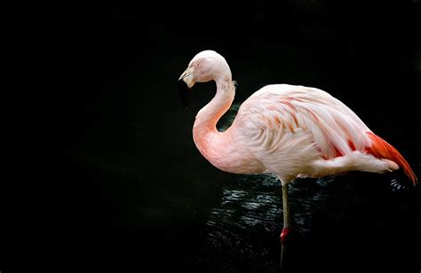 High Quality Picture Of Flamingo Desktop Wallpaper Of