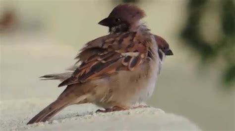 Sparrows Birds Mating 1 Youtube
