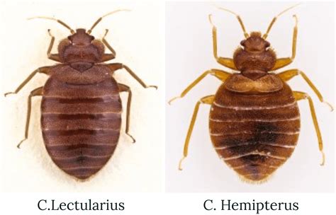 Bedbugs Identification See How To Spot The Difference Bed Bugs Info