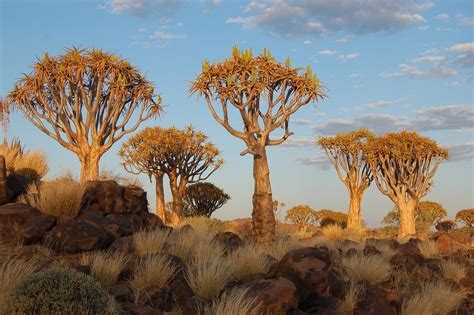 Quiver Tree Forest Namibia Amusing Planet