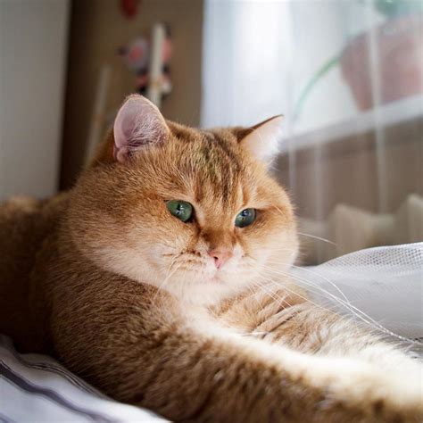 Meet Hosico Super Cute Cat With Green Eyes