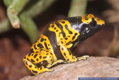 Dendrobates Leucomelas Bolivar Alias Yellow Banded Poison Frog