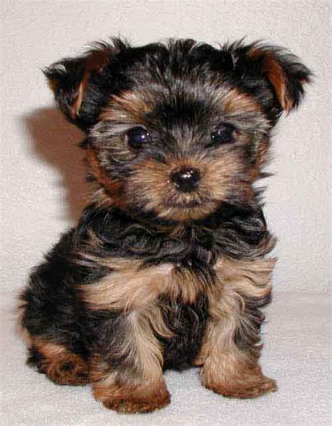 Animals Zoo Park Top 10 Small Dog Breeds In America With