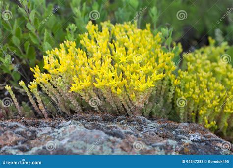 Medical Herb Sedum Acre Goldmoss Mossy Stonecrop Yellow Flowers