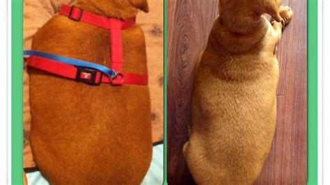 Conheça O Pequeno Dachshund Dennis Que Entrou Na Dieta Para Perder 20