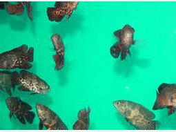 Banyak jenis ikan hias yang tersebar di indonesia mulai dari yang terkecil sampai terbesar, dari yang termurah sampai ikan hias air tawar termahal. Oscar, Ikan Hias Air Tawar Termahal - Ikan Hias Air Tawar ...