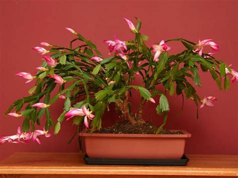 To start, a christmas cactus doesn't act like a cactus—at least, not the kind of cactus you see in phoenix. Christmas Plants To Decorate Your House - Boldsky.com