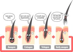 Cos Chapter 9 Review Properties of Hair and Scalp ...