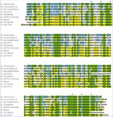 multiple amino acid sequence alignment of 4 1 like proteins the amino download scientific