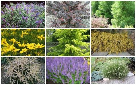 A Guide To Northeastern Gardening Deer Resistant Plants In The Landscape