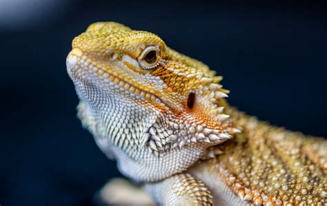 Bearded Dragon Information And Facts Exoticdirect