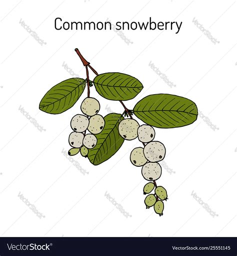 Common Snowberry Symphoricarpos Albus Ornamental Vector Image