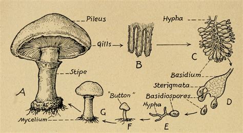 Nemfrog “common Edible Or Field Mushroom” The Science Of