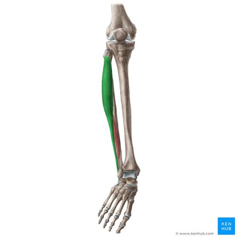 근육해부학 ㄱ 긴종아리근 peroneus longus 장비골근 네이버 블로그