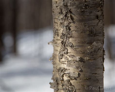 Winter Tree Bark Peeling Tree Bark In The Winter Sun Paul Eifert