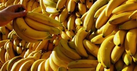 Dangerous Tropical Diseases Are Pushing Bananas To The Brink Of