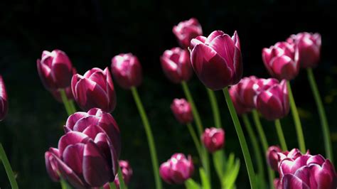 Spring Pink Tulips Wallpapers Hd Wallpapers Id 16373