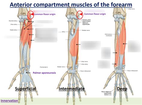Anterior Forearm Compartment Muscles Diagram Quizlet