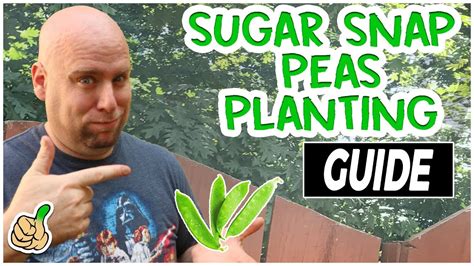 Growing Sugar Snap Peas On A Trellis Easy And Simple Guide Youtube