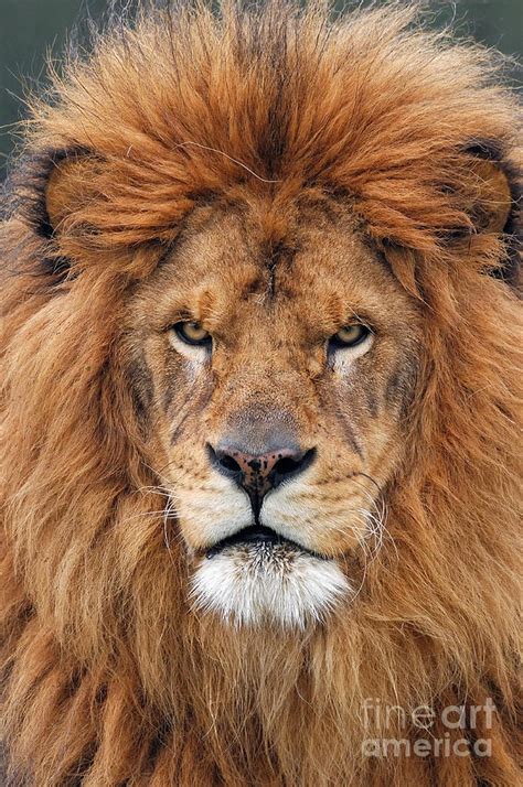 Portrait Of A Barbary Lion Photograph By Jeff Norton