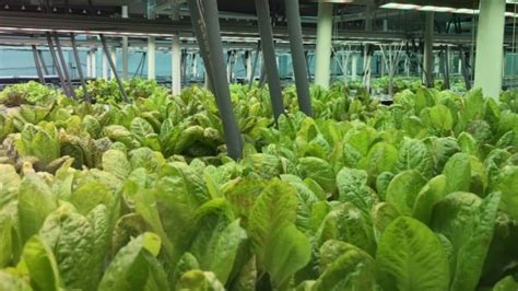 Vancouver Aeroponics Farm Uses Space Age Tech To Grow Food For Local