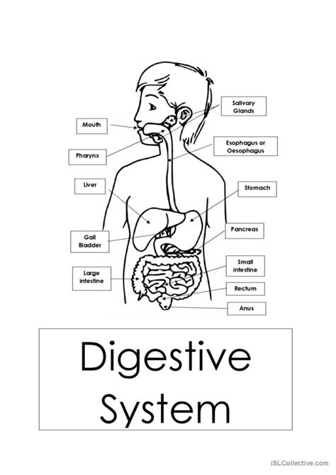 Digestive System English Esl Worksheets Pdf And Doc