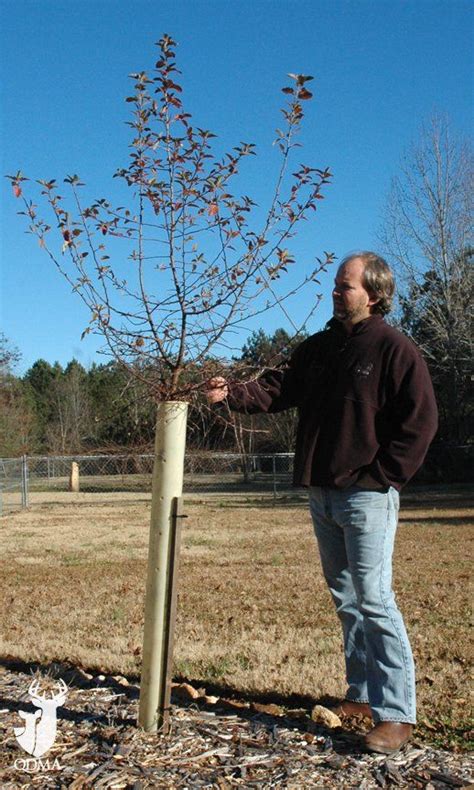 Tips For Using Tree Shelter Tubes Crabapple Tree Tree Tree Seedlings