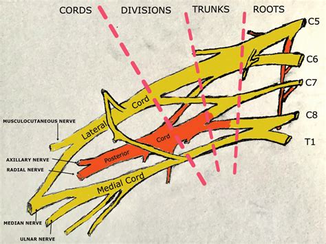 Brachial Plexus Formation Roots Trunks Divisions And Cords Of The