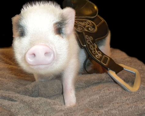 Az Micro Mini Pigs Mini Saddle For Mini Pig Too Cute Mini Pigs